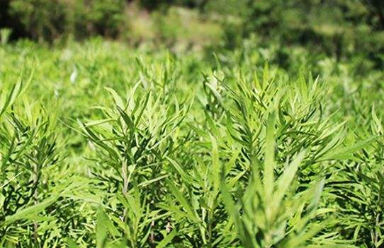 艾草艾葉在生活中有什么用途？